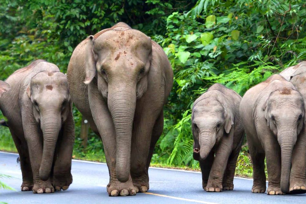 famille d'éléphants