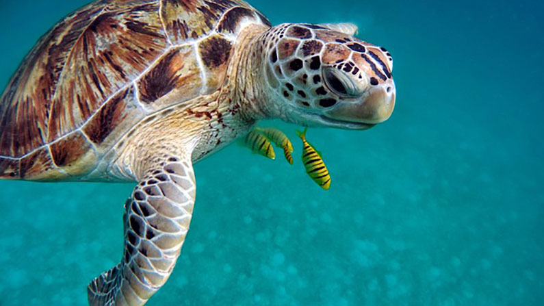 une tortue nageant dans l'océan