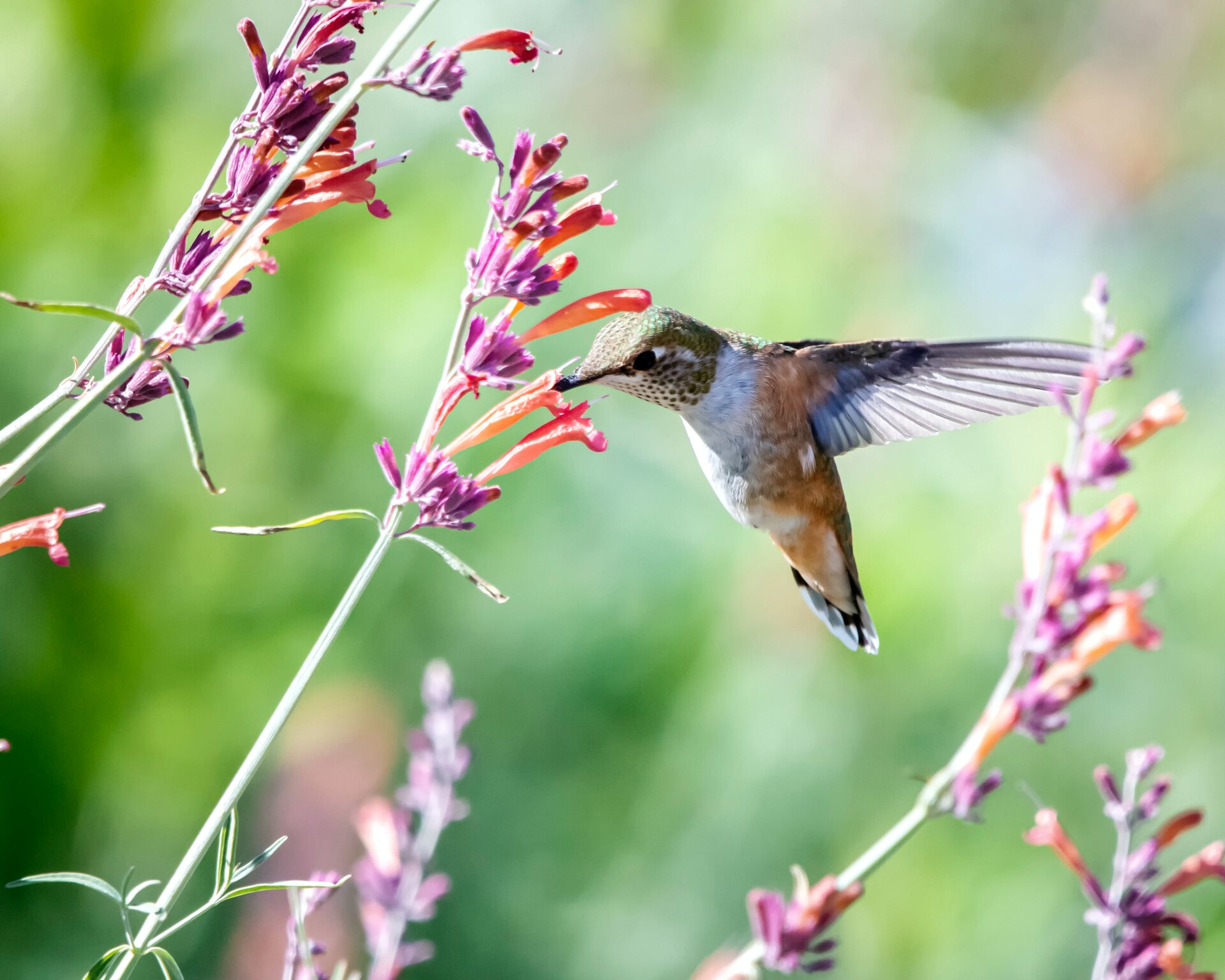 Colibri - peelings, Qalia luxe conscient tourisme responsable villa de luxe